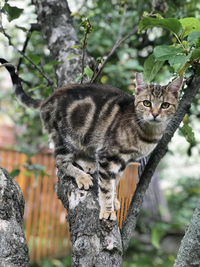 Portrait of a brown tabby cat standing on a tree