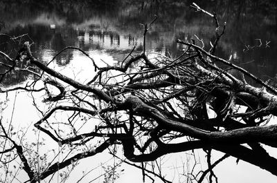 Low angle view of bare tree by lake against sky