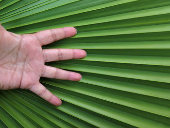 Cropped image of hand with palm leaves