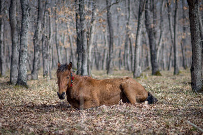 Horse in a forest