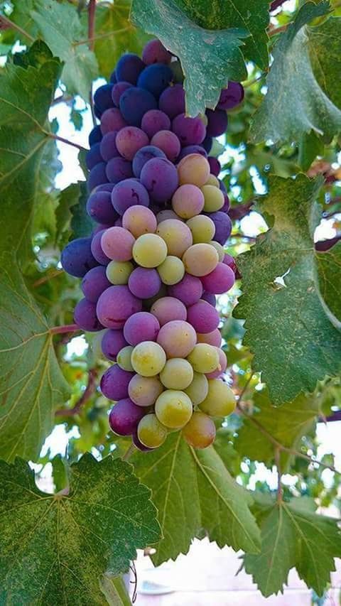 fruit, freshness, food, leaf, growth, tree, grape, green color, vineyard, abundance, day, nature, bunch, close-up, outdoors, plant, no people, ripe, beauty in nature, growing, rural scene, organic, focus on foreground, green, multi colored