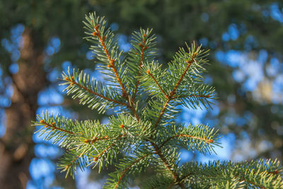 Low angle view of pine tree