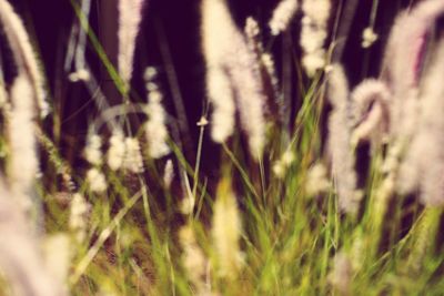 Close-up of grass