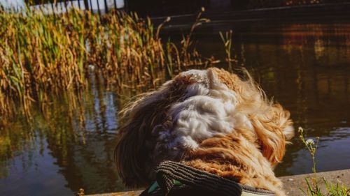 Dog in a lake