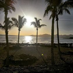 Palm trees on beach at sunset