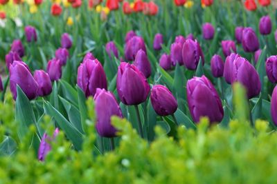 Close-up of purple tulips