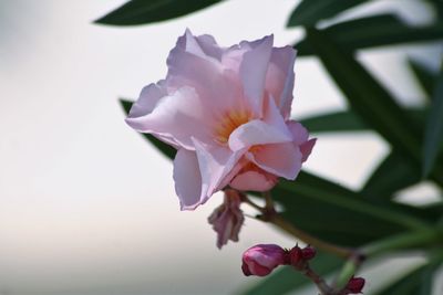 Close-up of flower blooming outdoors