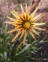 Close-up of wildflower