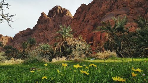 Scenic view of landscape