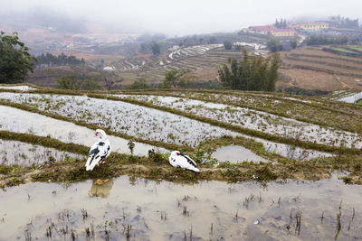 Two black and white muscovy ducks standing in water on terraced rice fields in northern vietnam