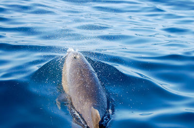 Fish swimming in sea