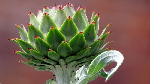 Close-up of succulent plant