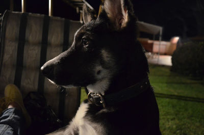 Close-up of dog looking away