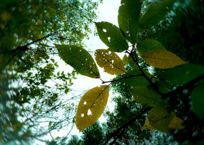 Low angle view of tree branches