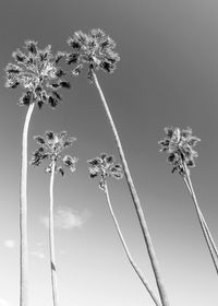 Low angle view of flowering plants against sky