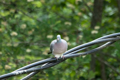 Close-up of bird perching on tree