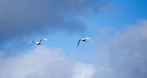 Low angle view of birds flying against blue sky