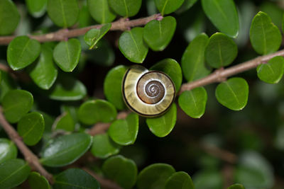 High angle view of snail on plant