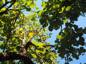 Low angle view of tree against sky