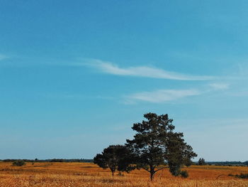 Trees on field against sky