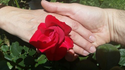 Close-up of hand holding red rose