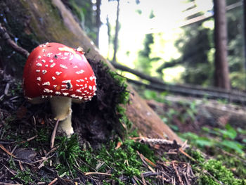 Close-up of fly agaric mushroom in forest