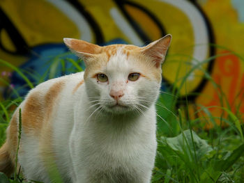 Close-up portrait of a cat