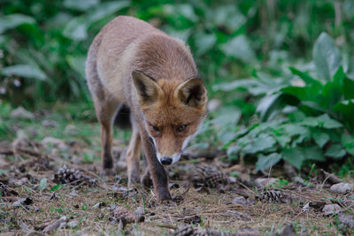 Fox walking on field