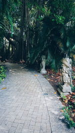 Footpath amidst trees