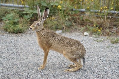 Side view of a rabbit on backgrounds of a railstation 