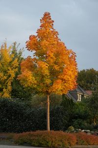 Trees in autumn