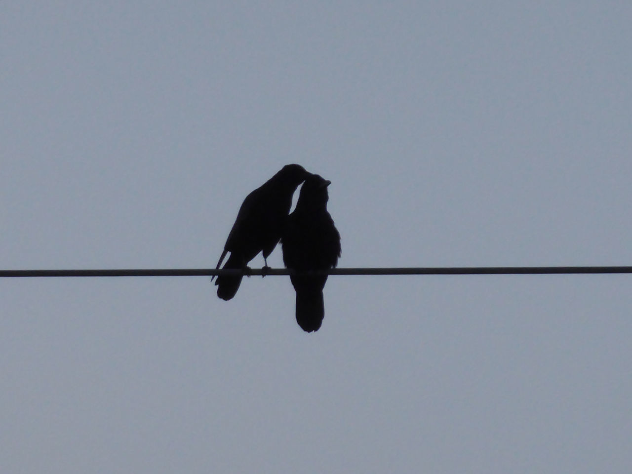LOW ANGLE VIEW OF SILHOUETTE BIRD PERCHING ON CABLE