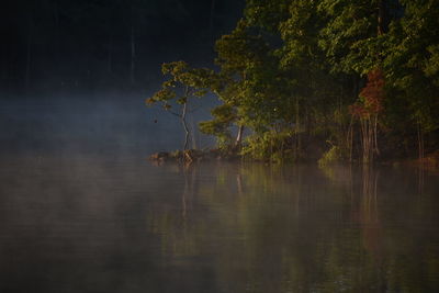 Scenic view of lake by trees in forest