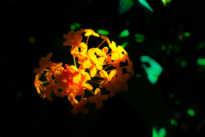 Close-up of yellow flower