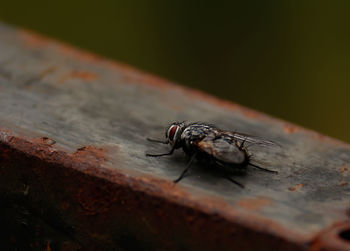 Close-up of housefly on fence