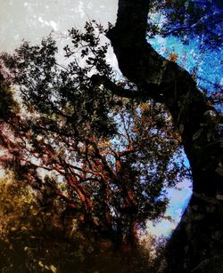 Low angle view of tree against sky