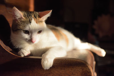 pet