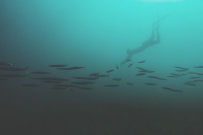 Close-up of person swimming amidst fish in sea