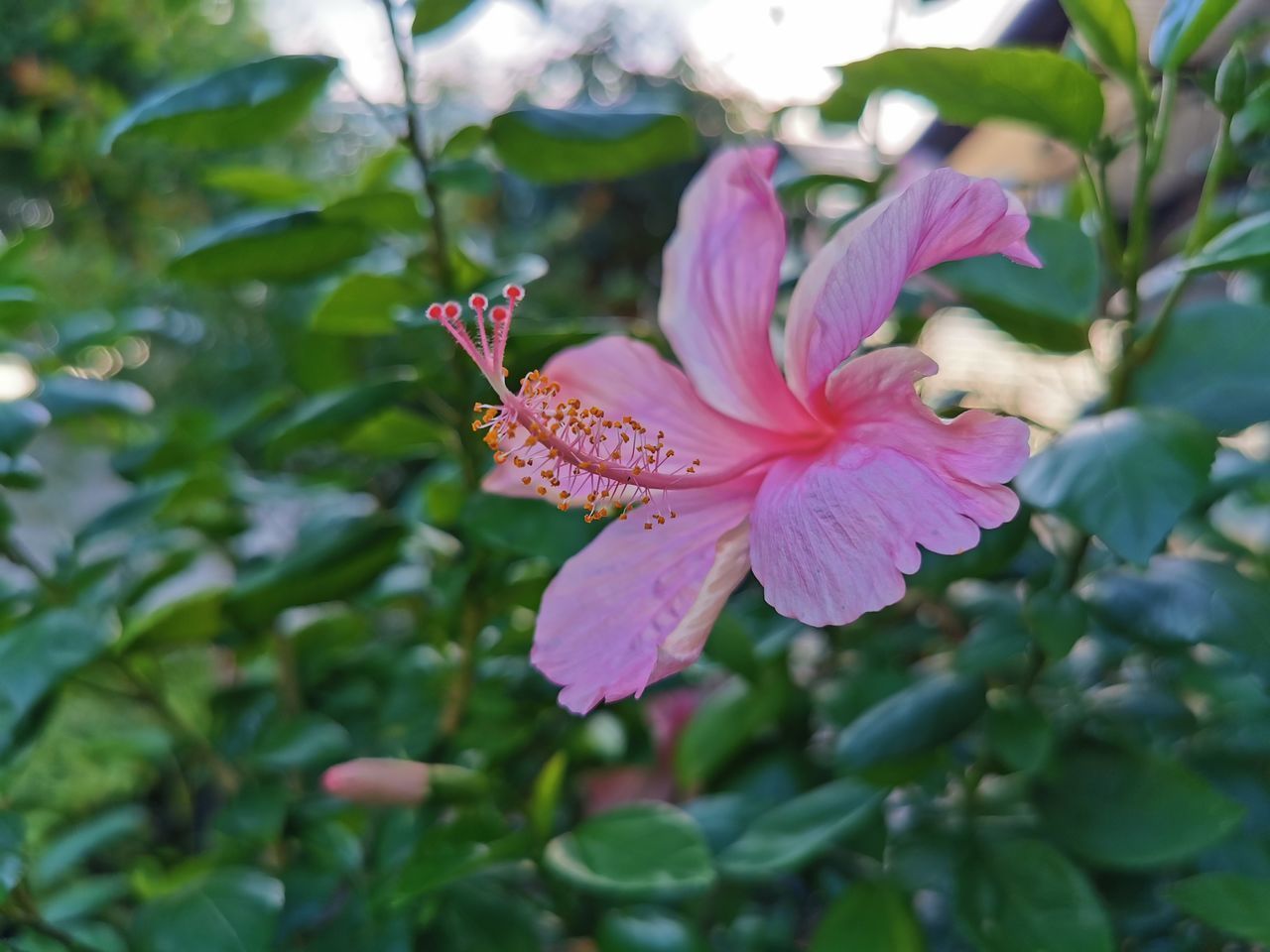 CLOSE-UP OF PINK ROSE FLOWER