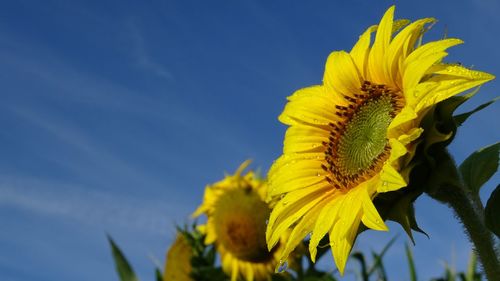Low angle view of yellow sunflower against sky