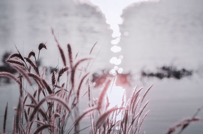 Close-up of plants against sky during winter