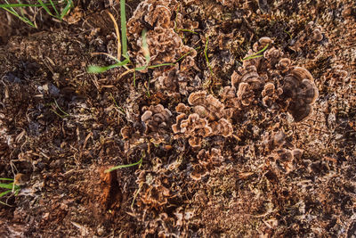 High angle view of dried plant on field