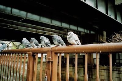 Pigeons perching on railing