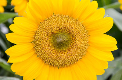 Close-up of sunflower blooming outdoors