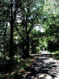 Road amidst trees in forest