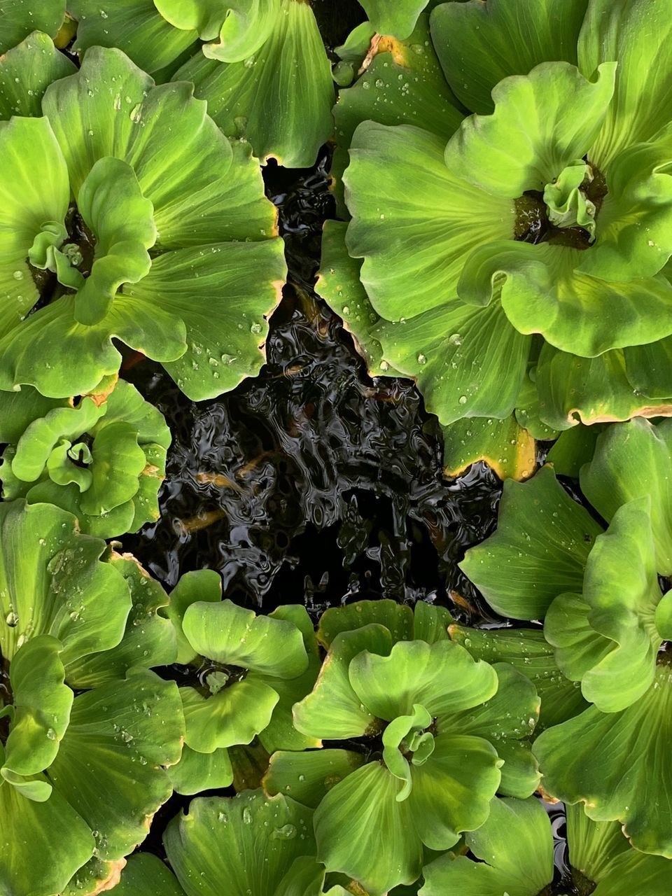 FULL FRAME SHOT OF PLANTS ON GREEN PLANT