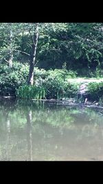 Reflection of trees in lake