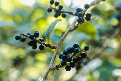 Close-up of berries growing on tree