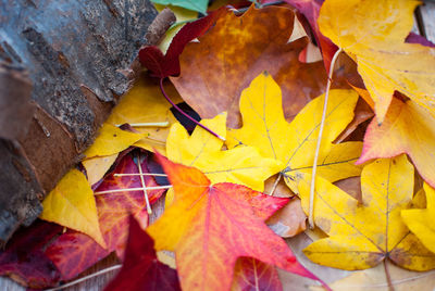 Close-up of yellow maple leaves