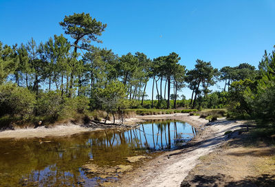 Wonderful nature landscape reflections of century old trees on a calm lake with wild swans.